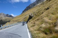 Gavia (3)