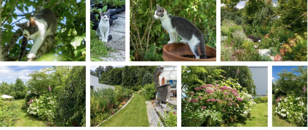 Allerlei - auf Bild oberhalb klicken ...